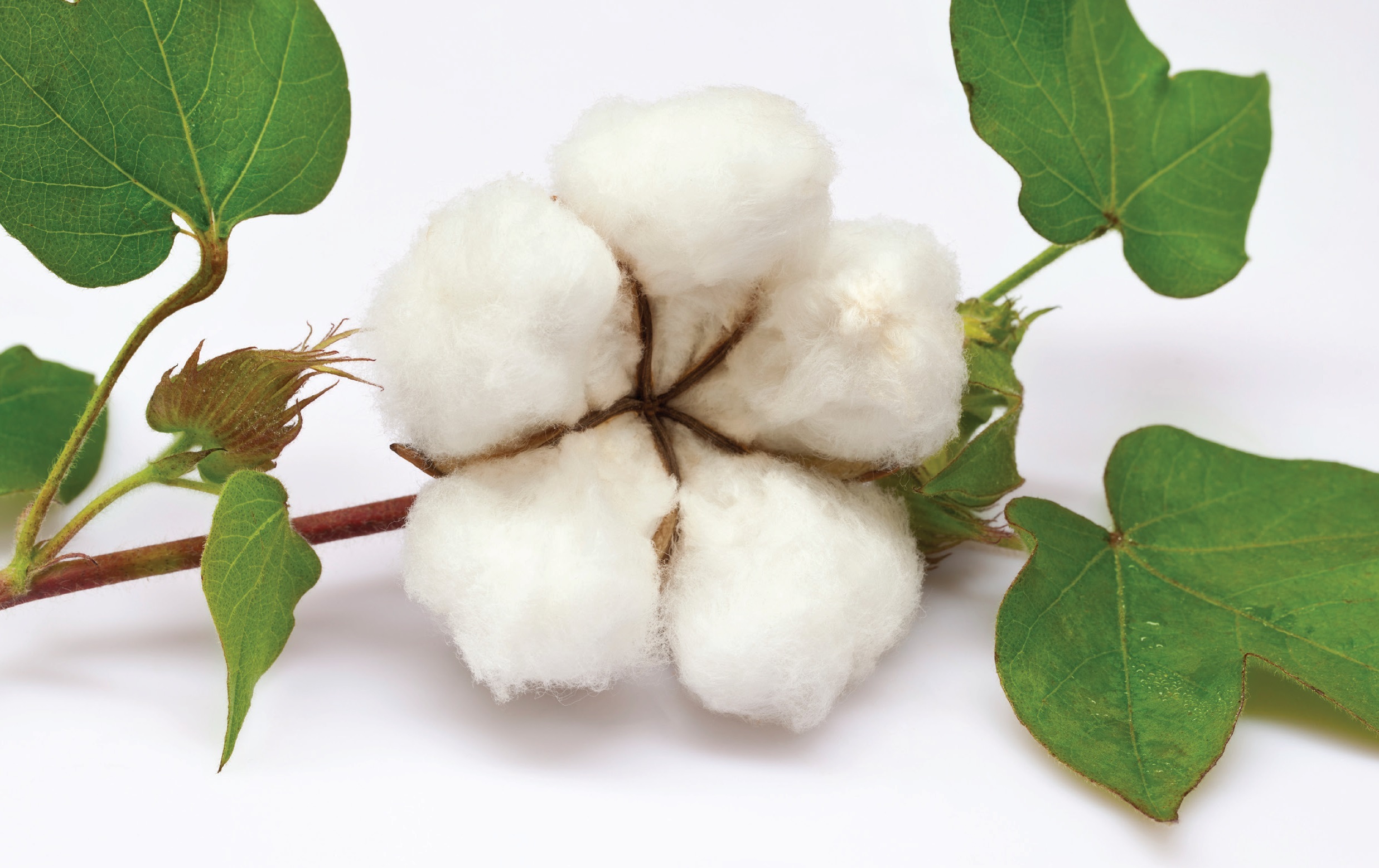 Pur Cotton Surgical Swabs